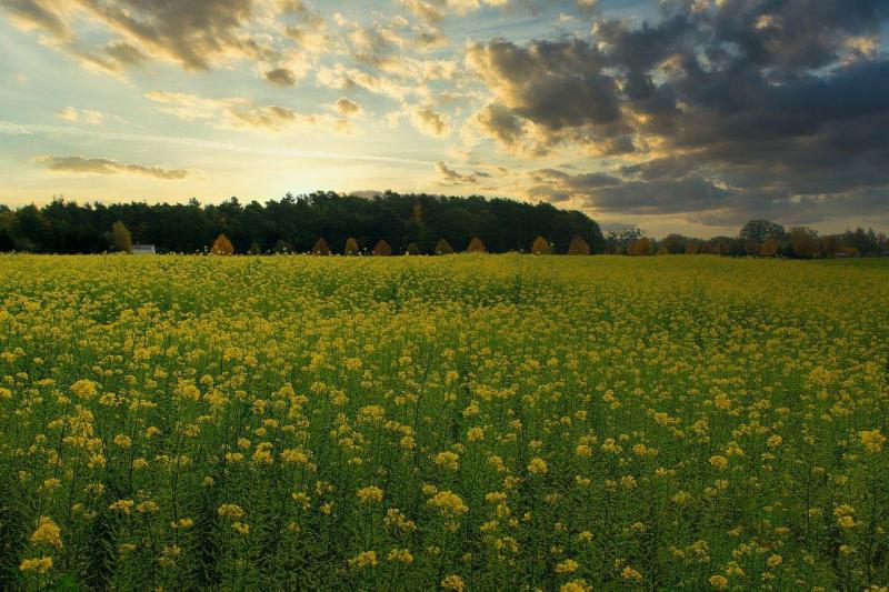 Садівники пояснили, чому варто висівати білу гірчицю перед зимовими холодами.