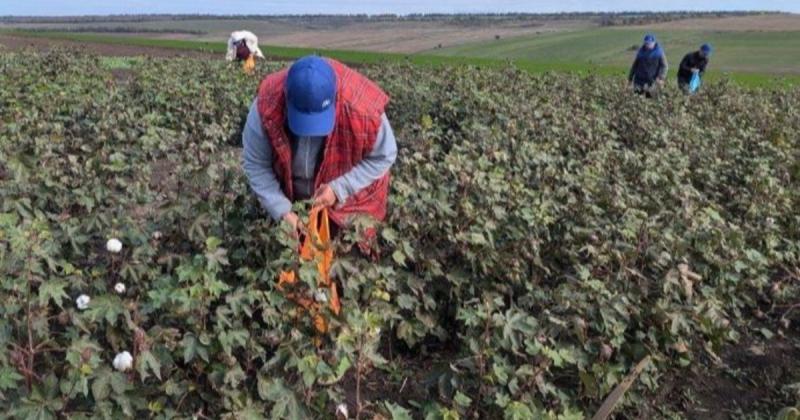 В Україні вперше у історії збирають врожай бавовни - Фінансовий портал bigmir)net.